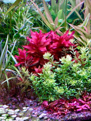 Lote 12 Plantas Acuario Variadas y Coloridas