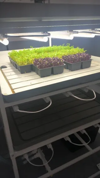 Sistema cultivo hidropónico