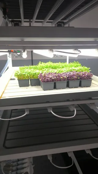 Sistema cultivo hidropónico