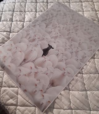 Póster Lienzo Oveja Negra 70x50 cm