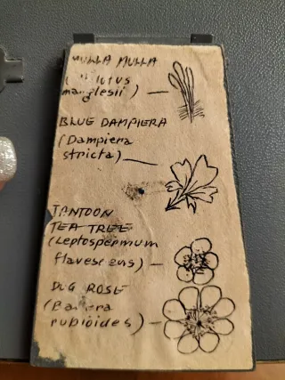 Quadretto vintage fiori secchi Bowen