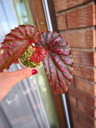 Begonia Negrosensis x Chlorosticta.