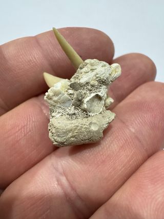 Fosil especial en matriz