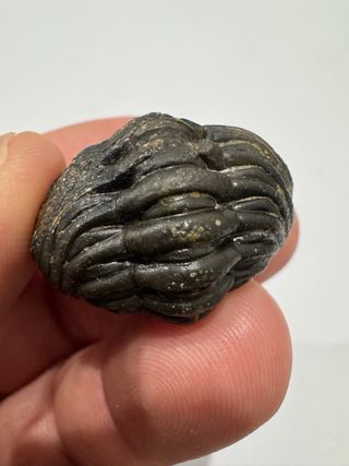 Fósil Trilobites