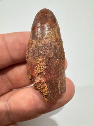 Diente Fosil Cocodrilo Enorme