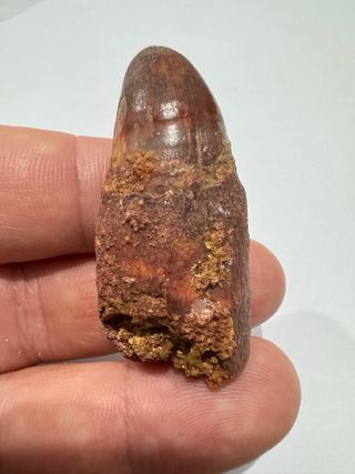 Diente Fosil Cocodrilo Enorme