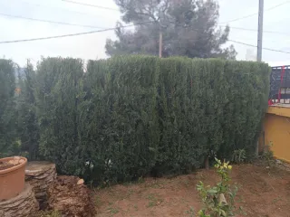 Servicios, reformas, pintura y jardinería