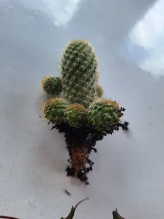 Pianta grassa Rhipsalis