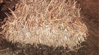 Gavillas de Sarmiento Alpacas de sarmiento..