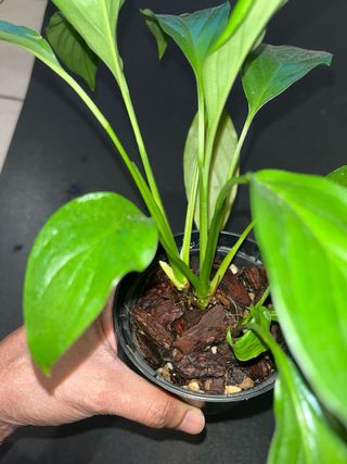Spathiphyllum Pianta da Interno