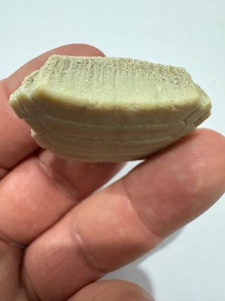 Manta Raya  fosil Premium