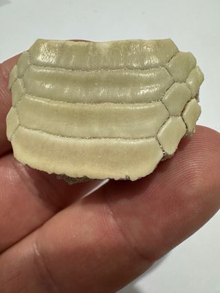 Manta Raya  fosil Premium