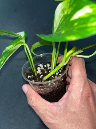 Epipremnum Aureum Pianta