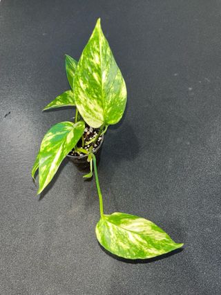 Epipremnum Aureum Pianta