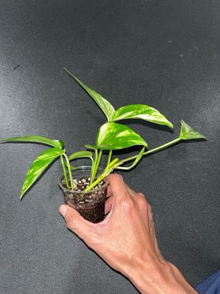 Epipremnum Aureum Pianta