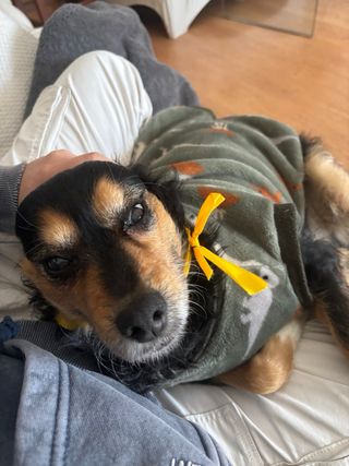 Ropa para perro Kpop Perro contento Feliz sombrero