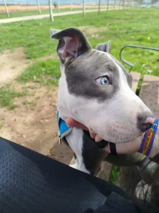 Jaula,pienso ,perro y accesorios