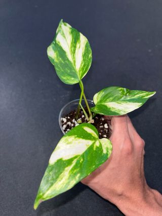 Epipremnum Aureum Piantina