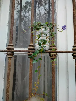 Pervinca (Vinca Minor)