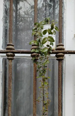 Pervinca (Vinca Minor)