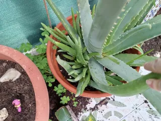 Hijitos de planta Aloe Vera