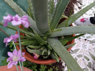 Hijitos de planta Aloe Vera