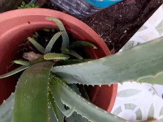 Hijitos de planta Aloe Vera