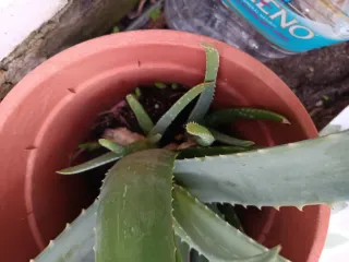 Hijitos de planta Aloe Vera