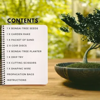 Kit para cultivar tu propio bonsai