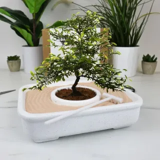 Kit para cultivar tu propio bonsai