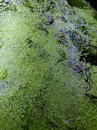 Poda acuario plantas naturales