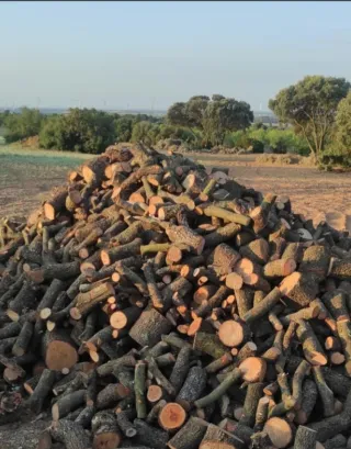 Leña de encina en Valdepeñas