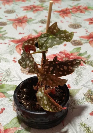 Begonia Maculata en maceta