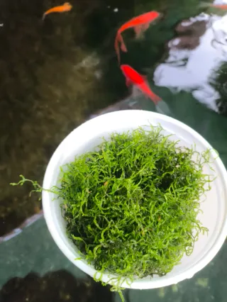 Musgo de Java - 4 porciones