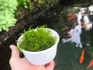 Musgo de Java - 4 porciones
