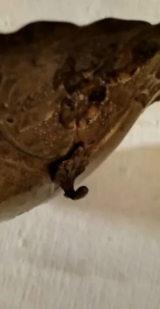 Bandeja o frutero antiguo