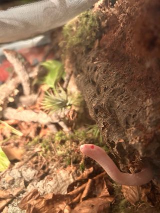 Terrarios Bioactivos Personalizados