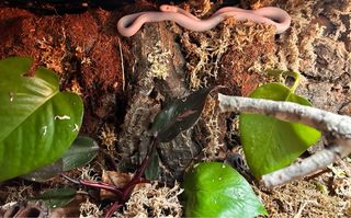 Terrarios Bioactivos Personalizados