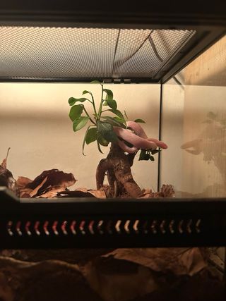 Terrarios Bioactivos Personalizados