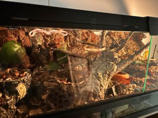 Terrarios Bioactivos Personalizados