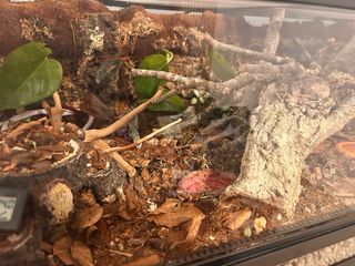 Terrarios Bioactivos Personalizados