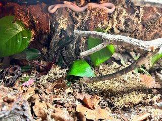 Terrarios Bioactivos Personalizados