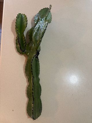 Euphorbia Acrurensis Varios Tamaños