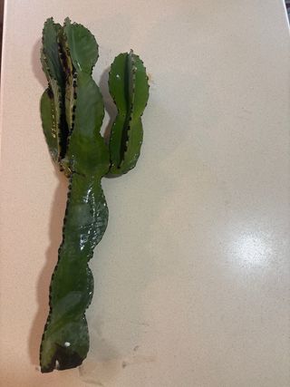 Euphorbia Acrurensis Varios Tamaños