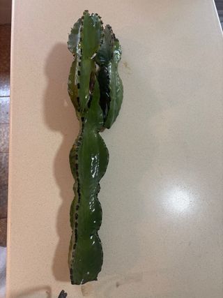 Euphorbia Acrurensis Varios Tamaños