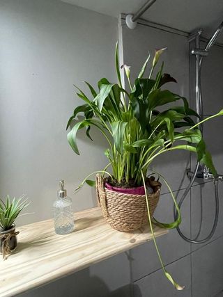 Estudio en alquiler en Centre en Pineda de Mar