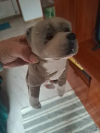 Peluche perro pitbull realista