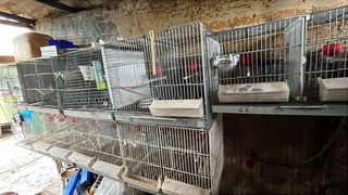 Jaulas para pájaros