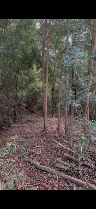 Madera para leña o manualidades en Redondela