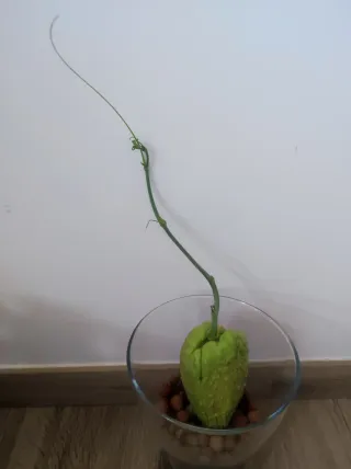 Zucca Chayote germogliata